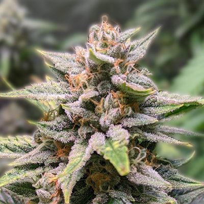 Exploring the Journey of Marijuana Seeds Louisiana Exploring the Journey of Marijuana Seeds Louisiana