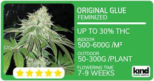 Exploring the Journey of Marijuana Seeds Louisiana Exploring the Journey of Marijuana Seeds Louisiana